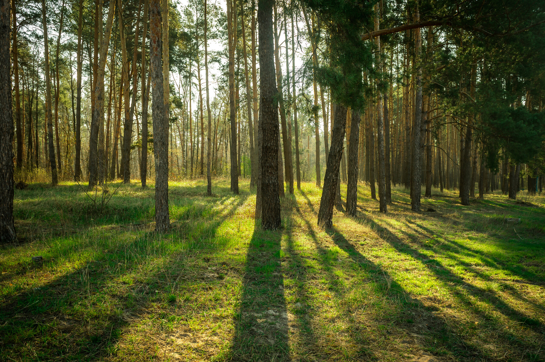 Image for ISO 13391: Advancing Carbon Quantification for Wood Products